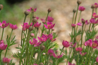 Anemone x lesseri bestellen